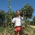 Planta injertada variedad kerman